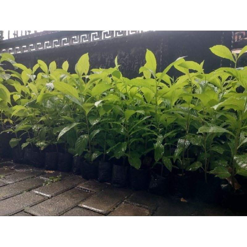 Bibit Baobab/kaki gajah.