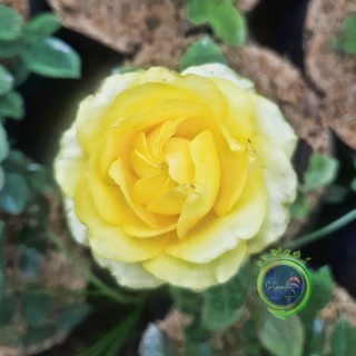 MAWAR  IMPORT GRAHAM THOMAS Tanaman Hidup Bibit Bunga Mawar import Hidawar wangi-Mawar Rambat-Mawar 