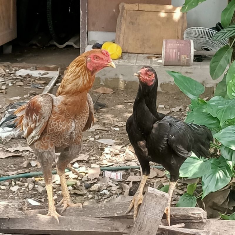 

Ayam Bangkok Sepasang