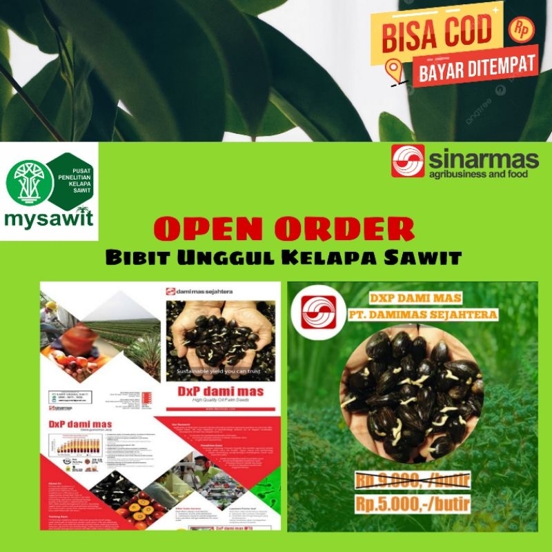 BIBIT SAWIT UNGGUL.DXP DAMI MAS ( PT SINARMAS )