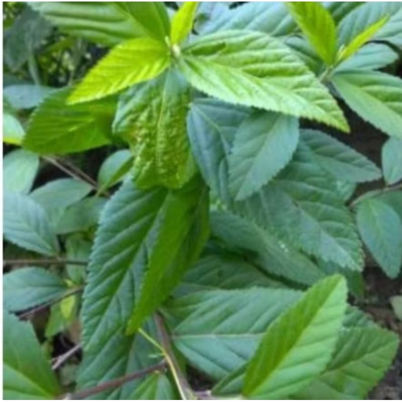 

daun sidagori segar obat herbal tradisional 1 kg