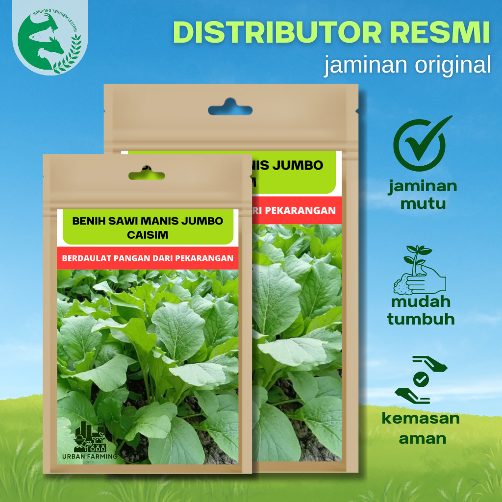 Benih Caisim Sawi Manis Jumbo 100 gram Urban Farming Unggul Lebat Panen Melimpah