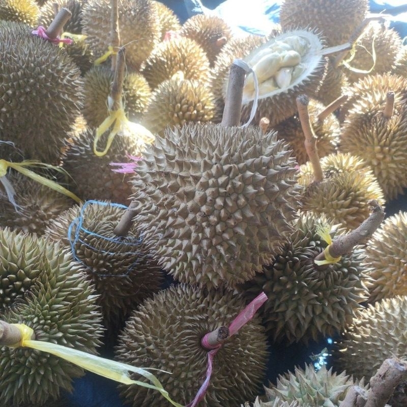

durian mungil