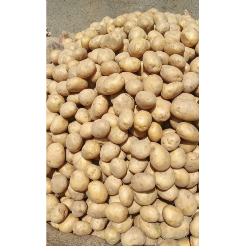 

Baby Potatoes/Kentang Kecil/Kentang Rendang 1Kg