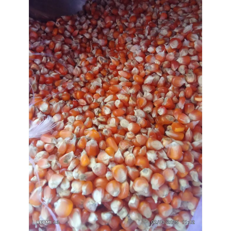 

jagung kecil