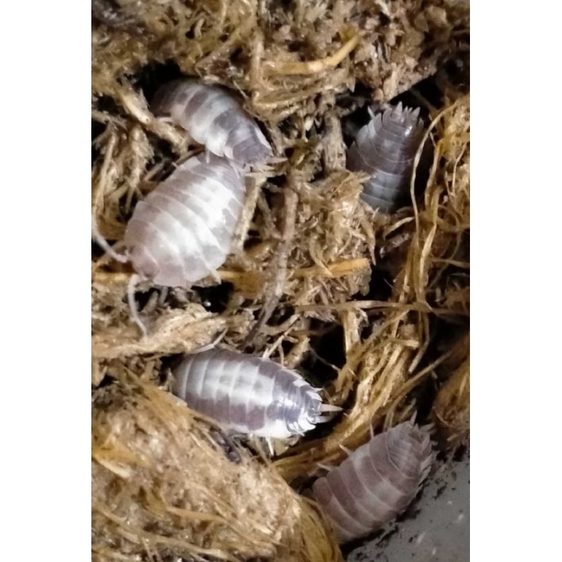 Isopod Porcellio leavis Milk Back (bonus blue powder 3 ekor)