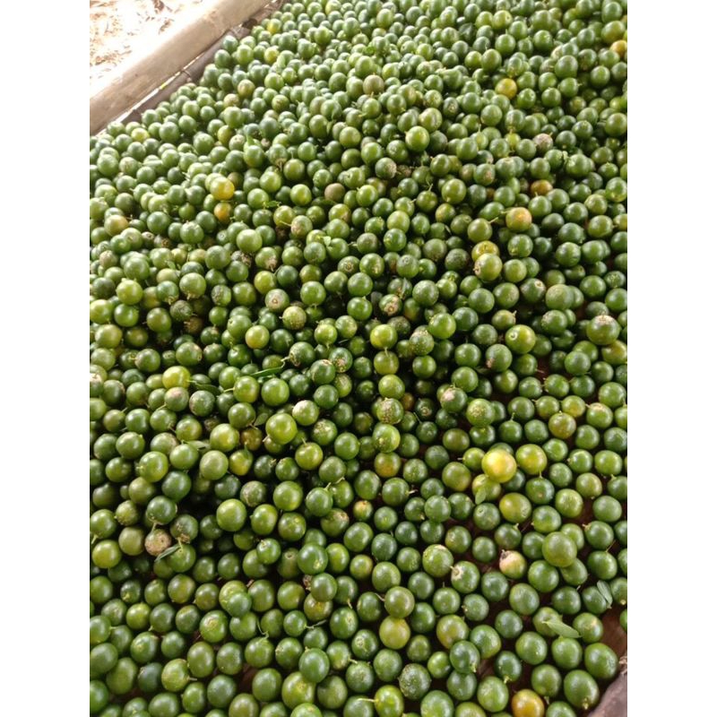 

jeruk sonkit bogor 3kg