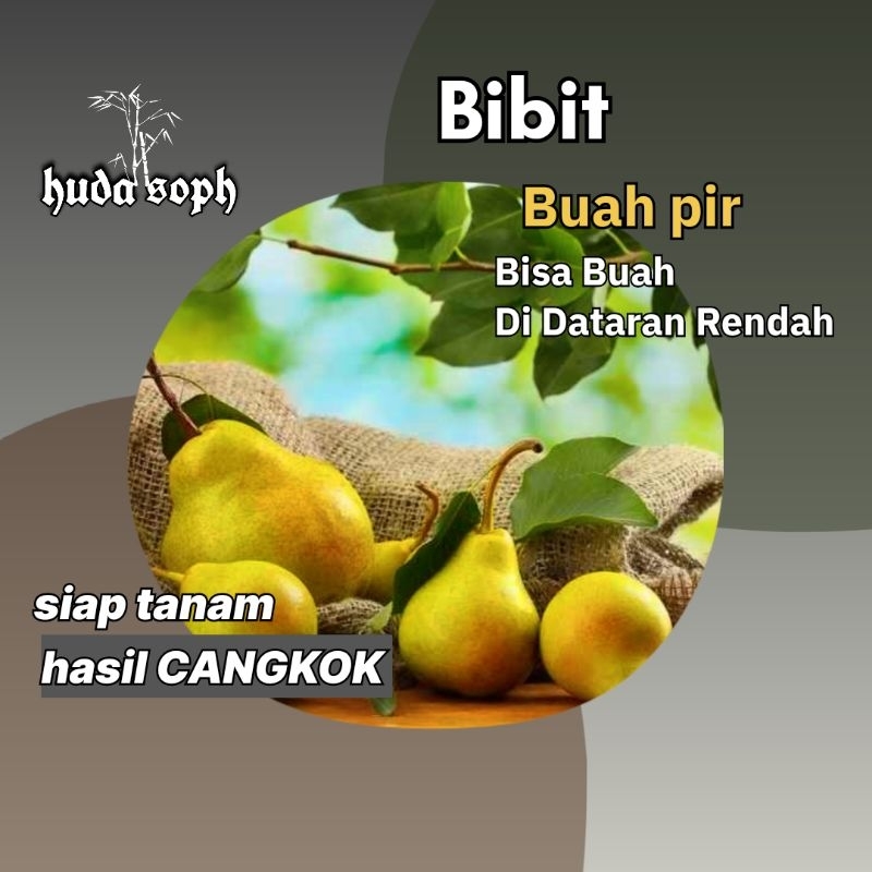 bibit buah pir cangkok // bibit pir cangkok