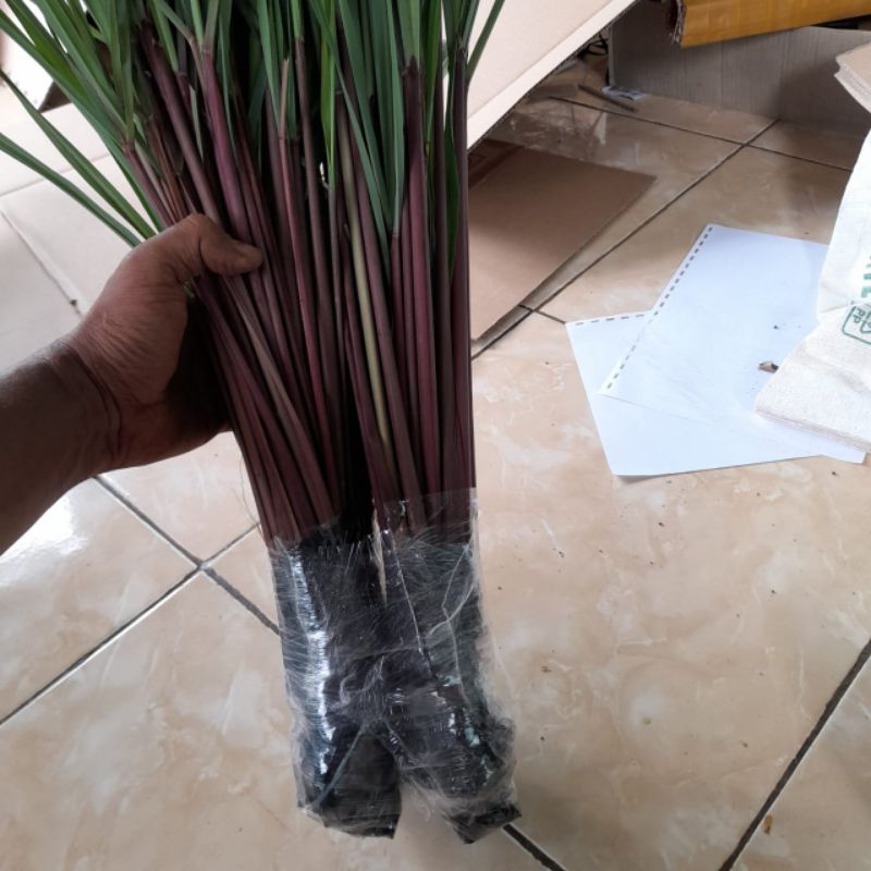 

bisa cod tanaman sereh wangi ,ataw sereh Wulung ,1 iket isi 10 batang siap tanam