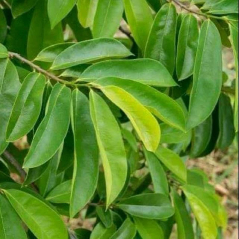 

Daun sirsak segar obat kolestrol herbal anti kangker