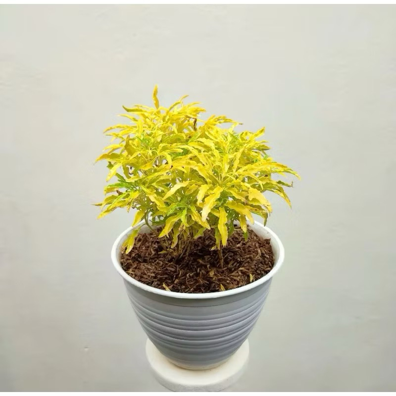 

tanaman brokoli kuning plus pot tawon 18 siap pajang