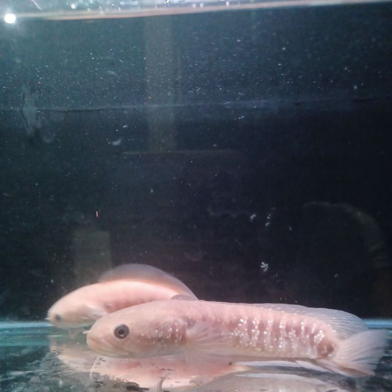 

asiatica albino