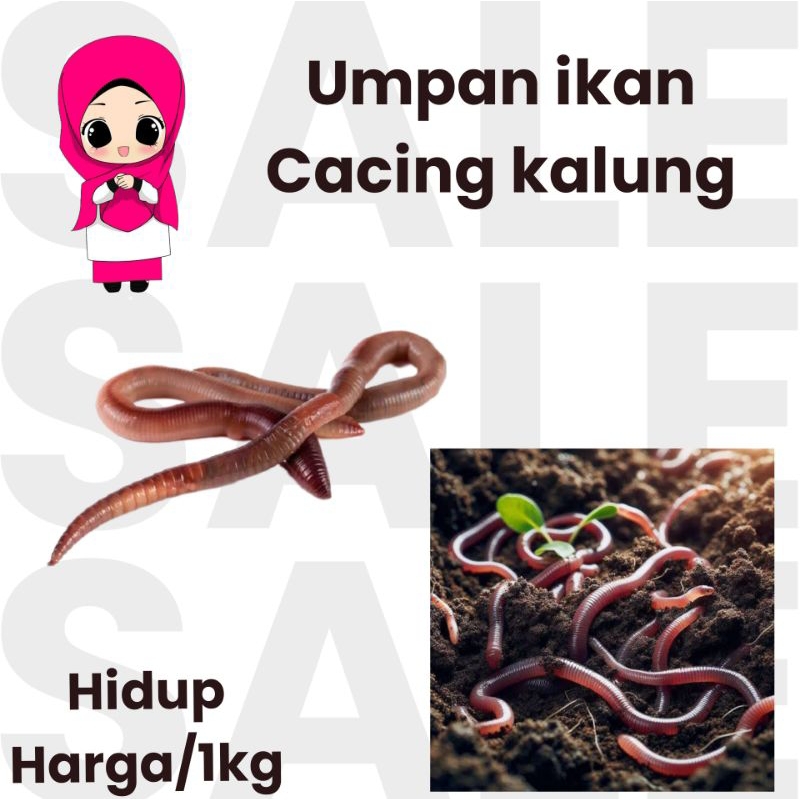 cacing kalung hidup umpan mancing 1kg hidup