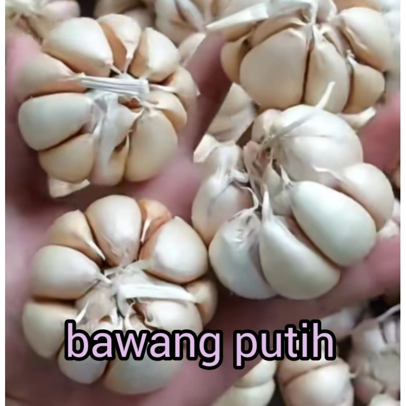 

BAWANG PUTIH SEGAR BESAR RP 12.000 / 250 GRAM