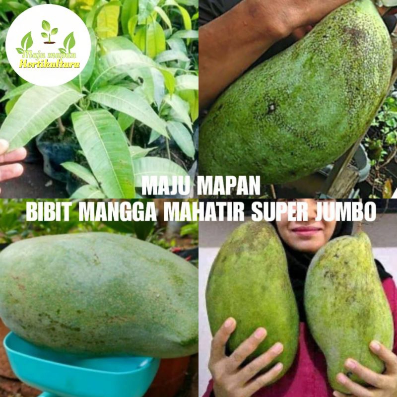 BIBIT MANGGA MAHATIR SUPER JUMBO