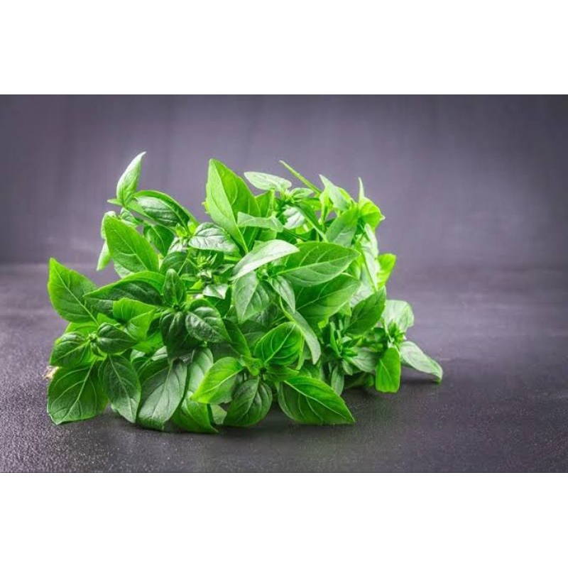 

Daun Kemangi Segar - 1 ikat