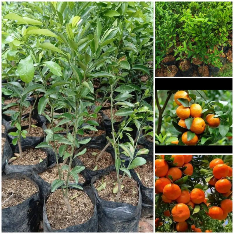 PROMO BIBIT (OKULASI JERUK SANKIS MADU/ JERUK MANIS) JERUK UNGGUL SIAP TANAM