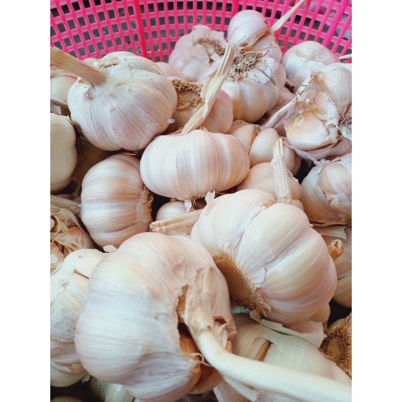 

BAWANG putih SINCO 1KG