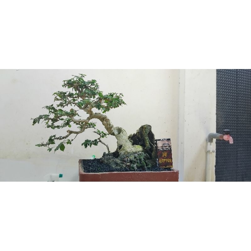 pohon bonsai serut
