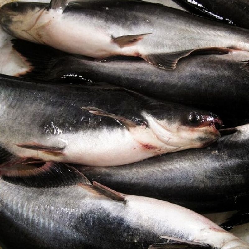

Lauk ikan Patin 1kg - surabaya