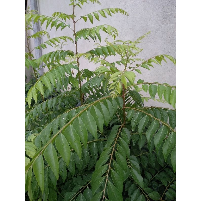 

daun kari