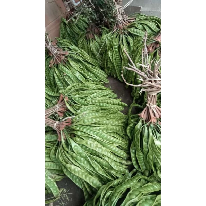 

Pete petai khas bogor ukuran sedang fresh