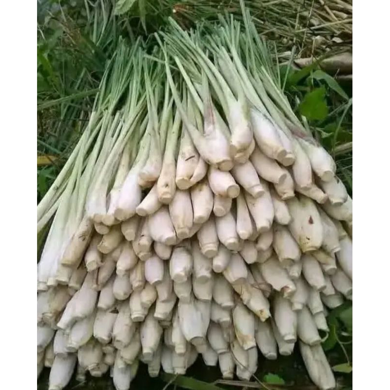 

serai dapur jumbo murah 1kg