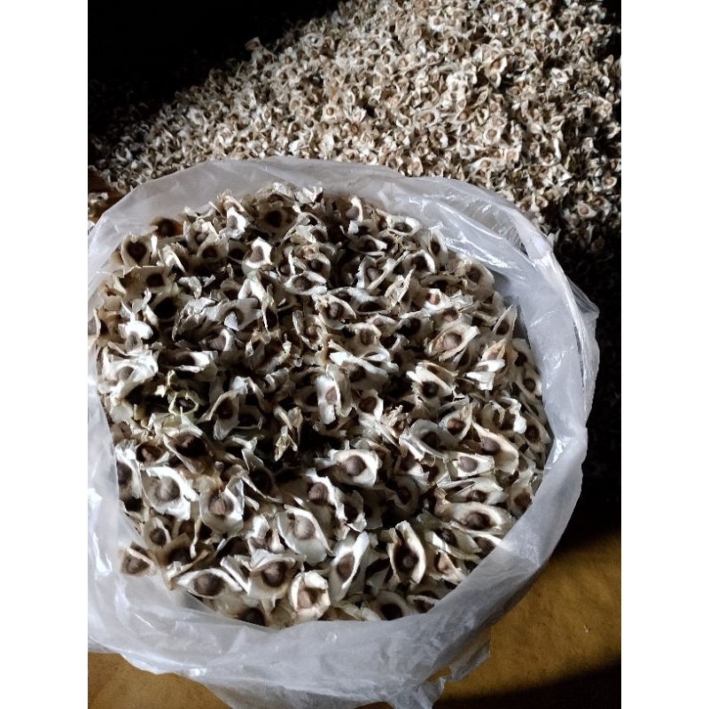 

biji kelor kering 1kg untuk obat