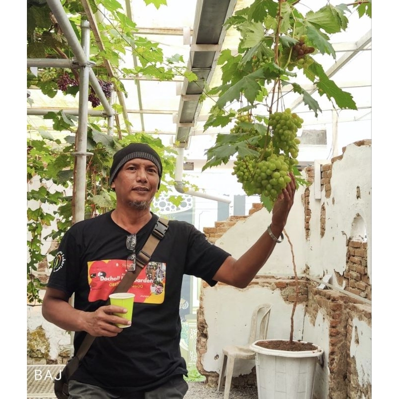 Anggur Import Tamaki