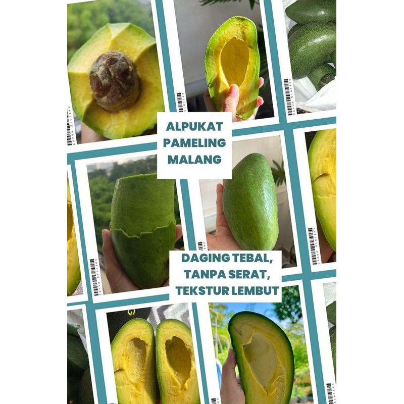 

Alpukat Mentega Pameling Malang