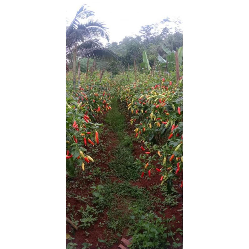 

cabe /cabe rawit merah