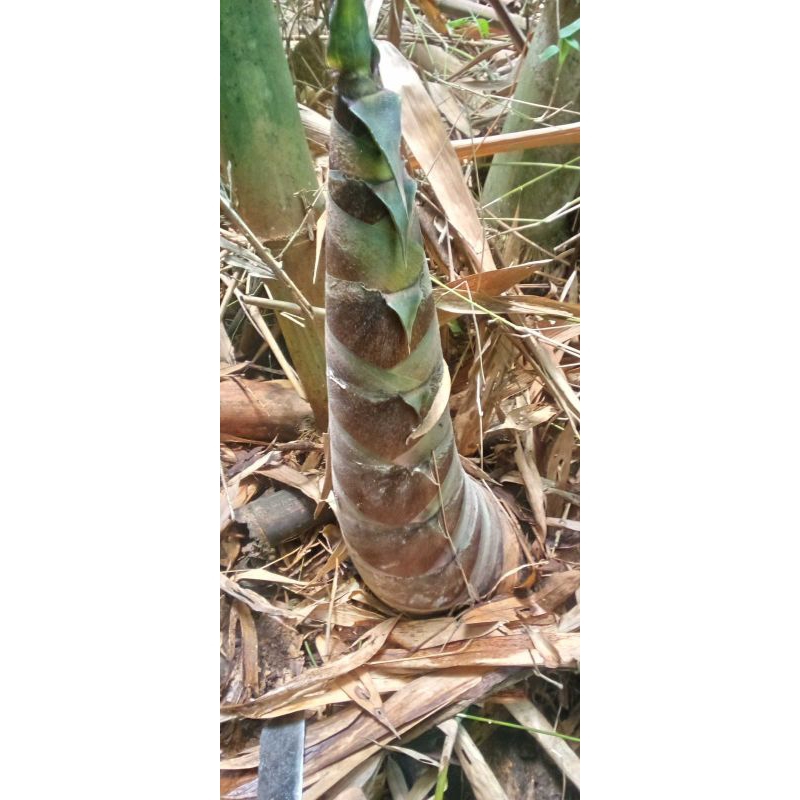 

rebung muda/iwung belum kupas 1kg