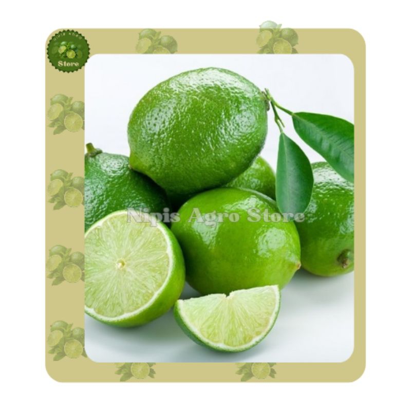 

Jeruk nipis 1 kg/Segar/Fresh/ sedang cenderung besar