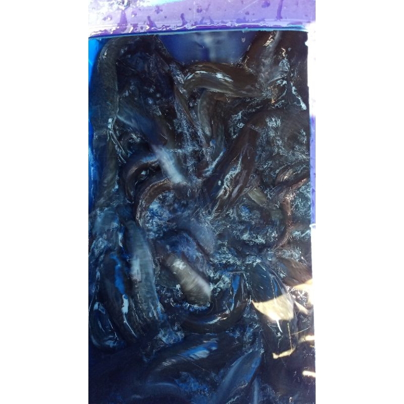 

Ikan Lele Segar