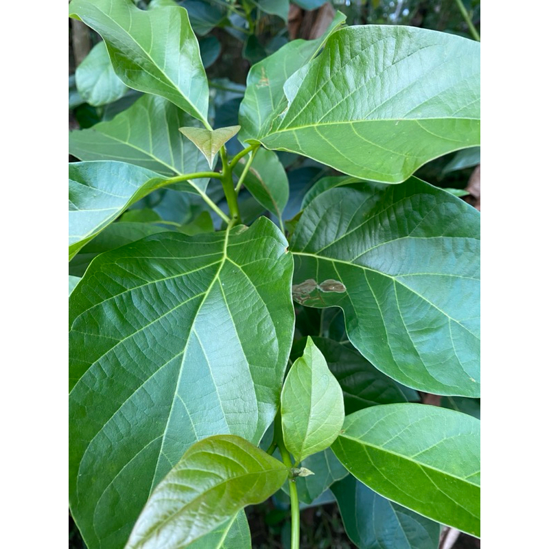

Daun Alpukat Segar Organik 50 Lembar