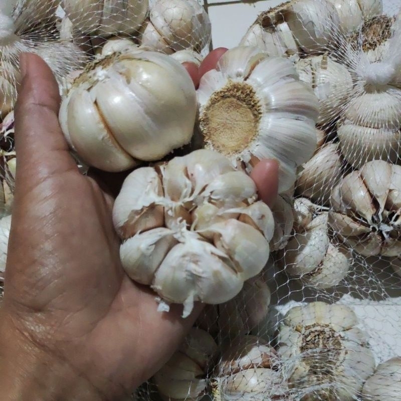 

BAWANG PUTIH HONAN - BAPUT - BAPUT HONAN
