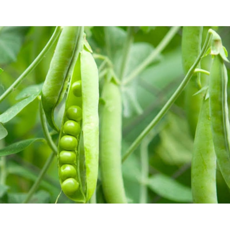 BIJI BENIH SAYURAN KACANG POLONG