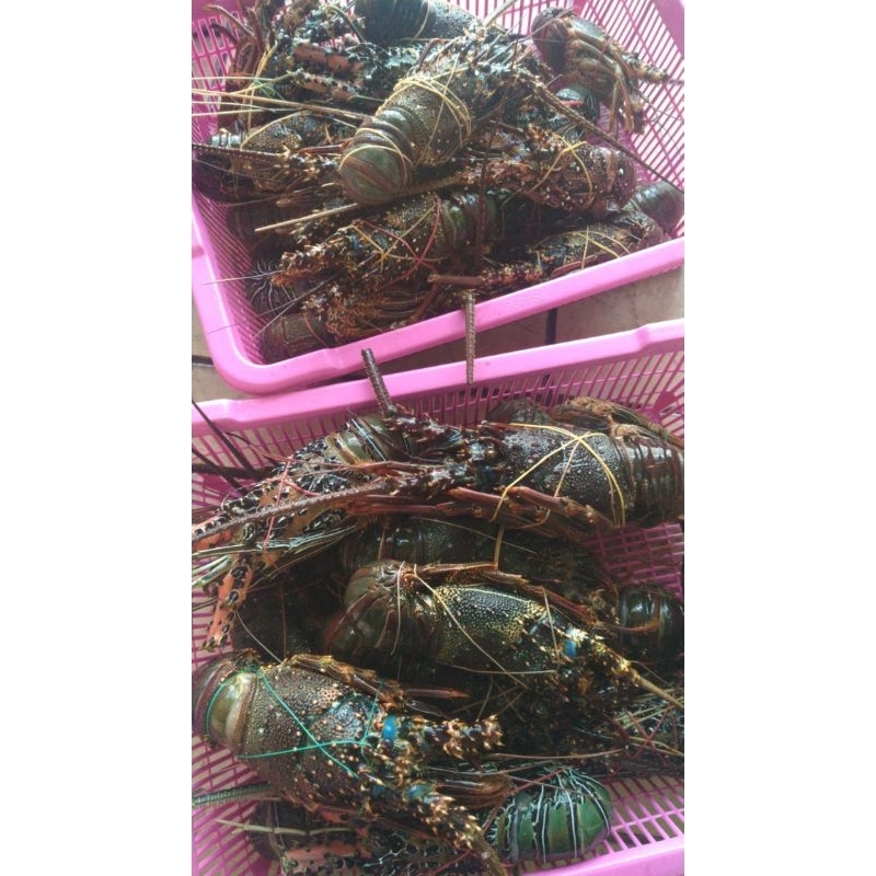 

Lobster Laut size Jumbo Termurah !!