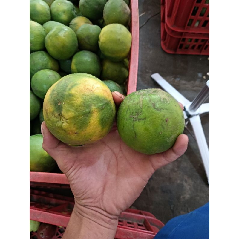 

jeruk keprok 55 1kg/kupas/jeruk malang