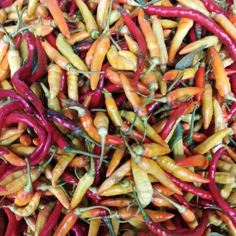 

CABAI RAWIT 1KG | FRESH
