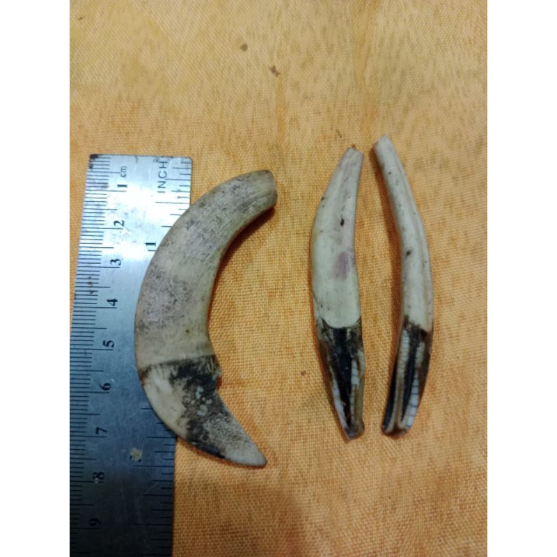 Koleksi etnik 3 pcs taring babi hutan kalimantan.dijamin asli