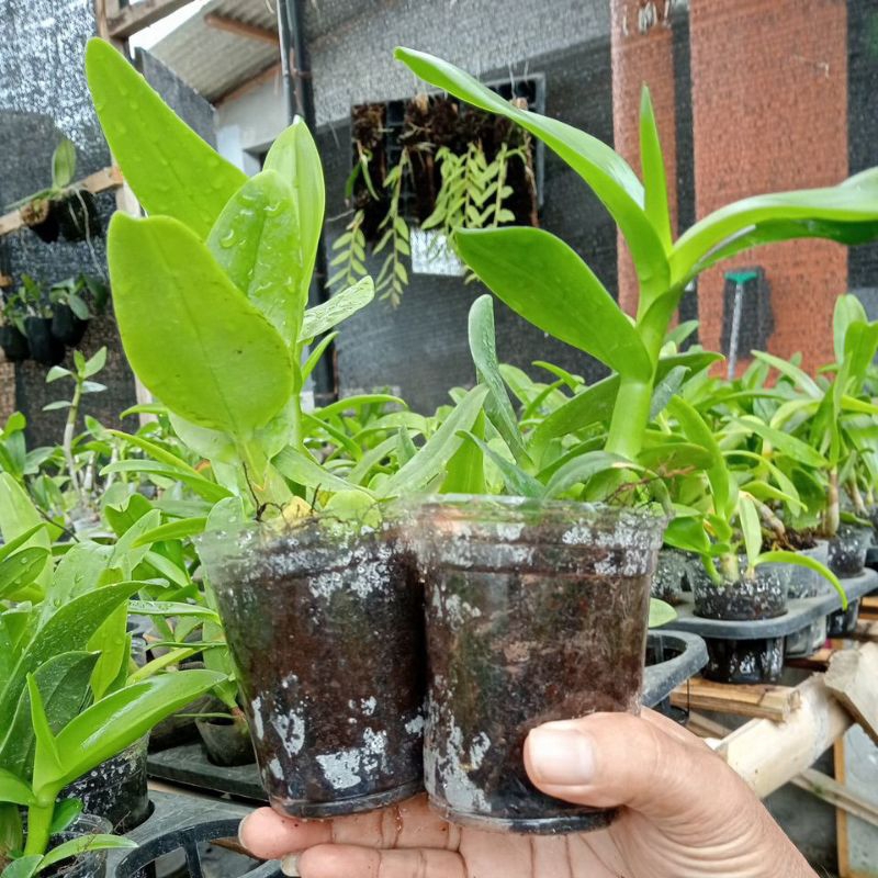 Paket 2 pot Anggrek dendrobium remaja koleksi dd orchide