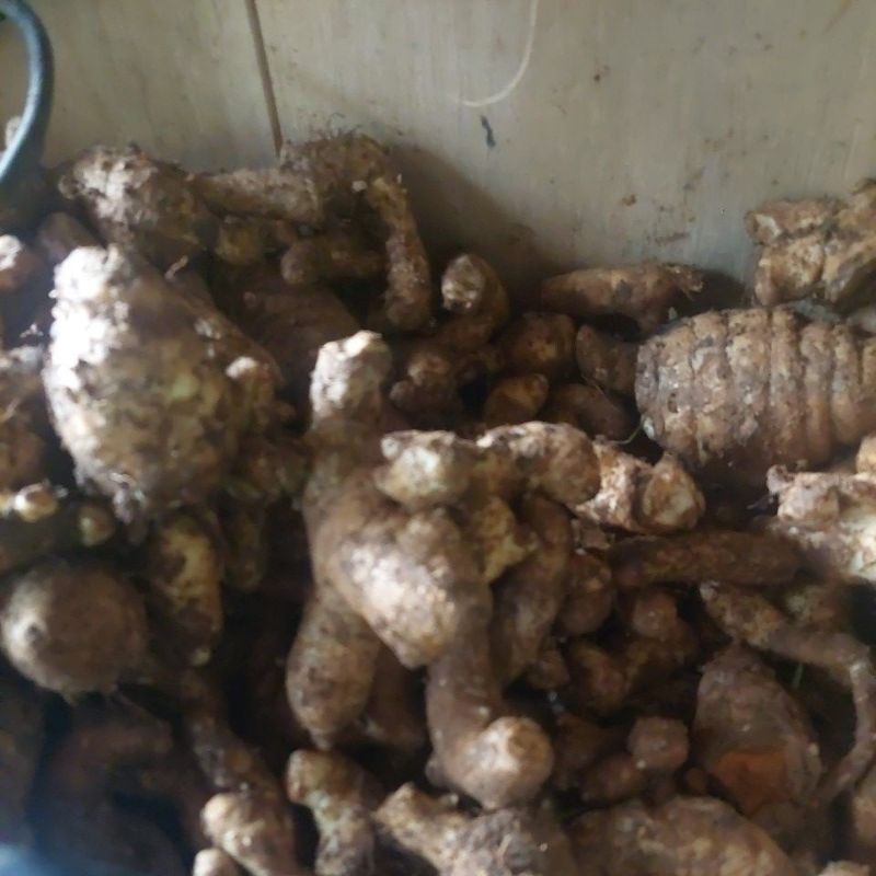 

1kg temu putih super besar besar silahkan stok ready