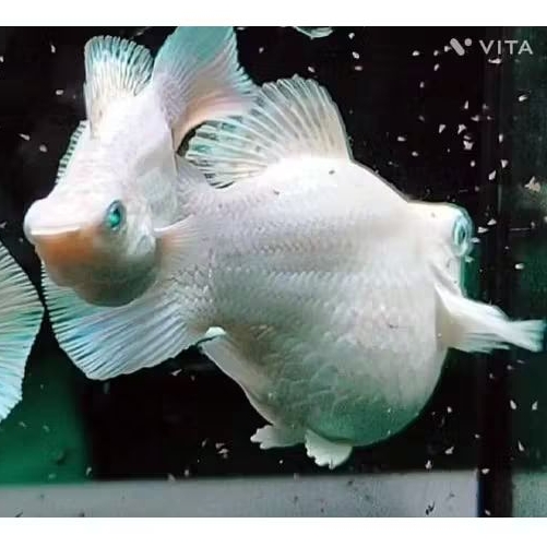 Molly platinum balon rontail