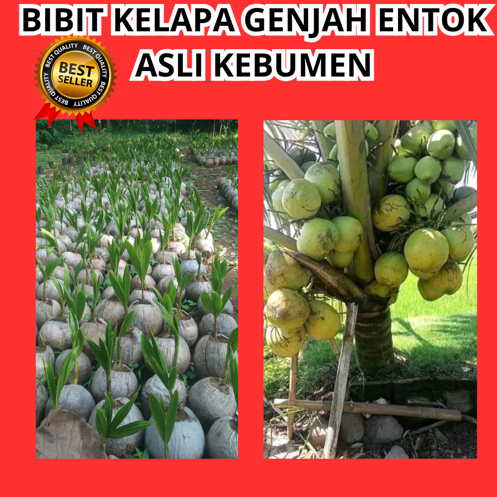PRODUK TERLARIS..  Bibit Kelapa Genjah Entok Asli, Bibit Kelapa Genjah Entok Hijau