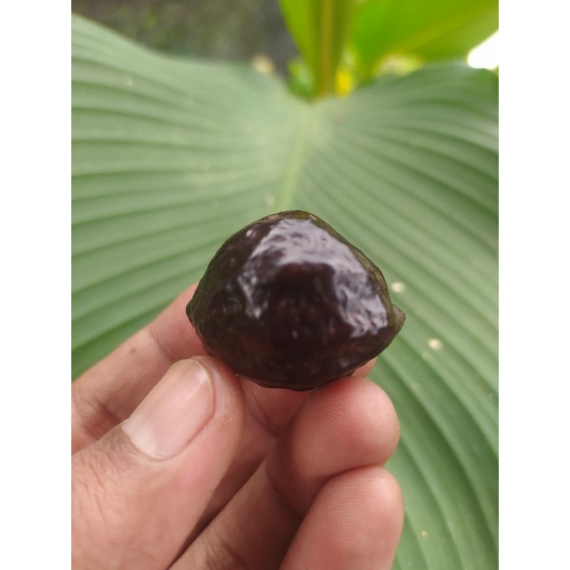 Muncang aduan jenis mayit Jawa temanggung siap adu