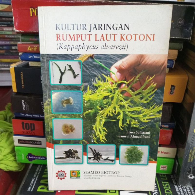 kultur jaringan rumput laut kotoni (kappaphycus allvarezii)