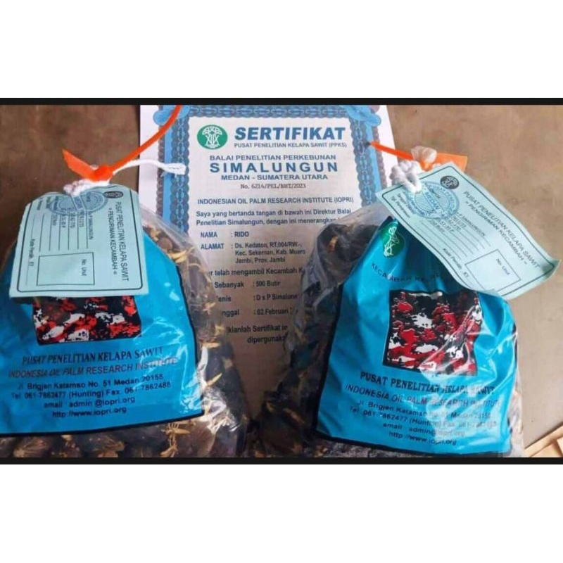 Bibit Benih Kecambah Sawit Simalungun Kualitas Unggul