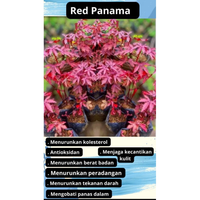 red panama tanaman herbal
