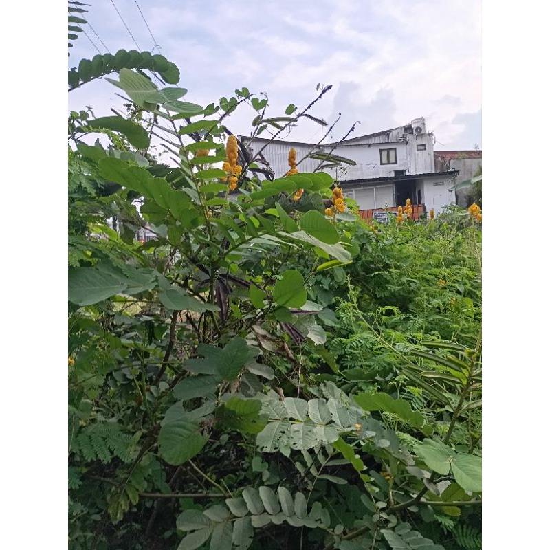 

daun ketepeng cina obat gatal 50 gram